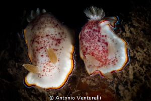 Pair of Chromodoris trimarginata nudibranchs_Goa_2023
(C... by Antonio Venturelli 